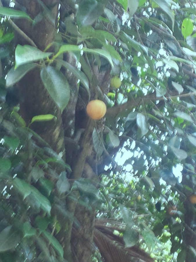 Greenwood Kandy Homestay מראה חיצוני תמונה